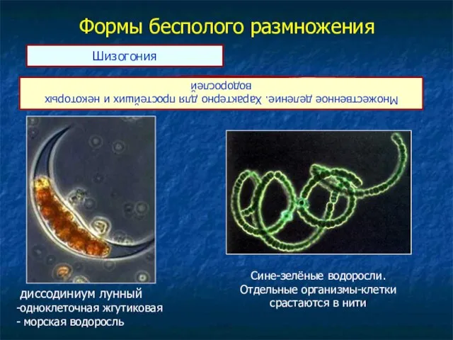 Формы бесполого размножения Множественное деление. Характерно для простейших и некоторых водорослей Шизогония