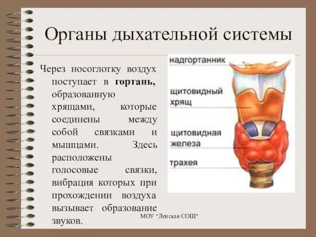 Через носоглотку воздух поступает в гортань, образованную хрящами, которые соединены между собой