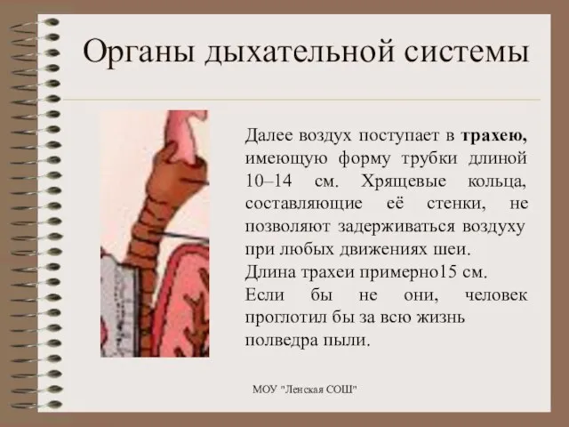 Далее воздух поступает в трахею, имеющую форму трубки длиной 10–14 см. Хрящевые