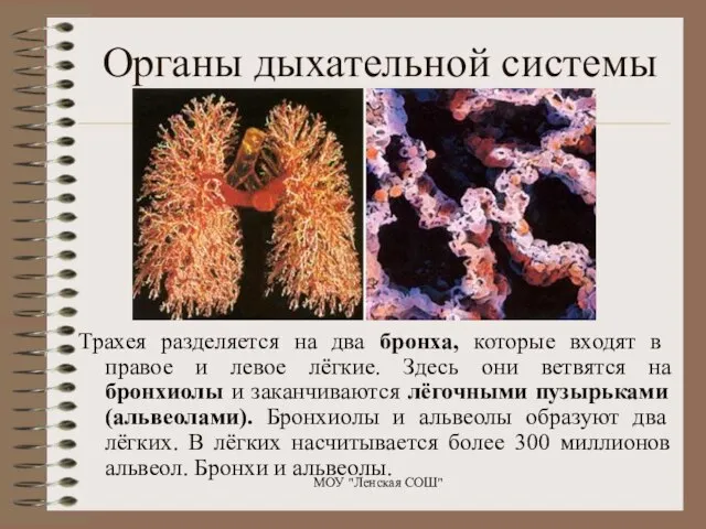 Органы дыхательной системы Трахея разделяется на два бронха, которые входят в правое