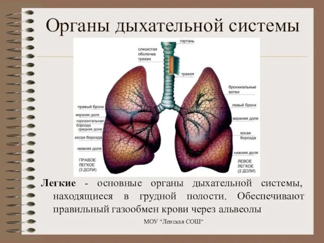 Легкие - основные органы дыхательной системы, находящиеся в грудной полости. Обеспечивают правильный