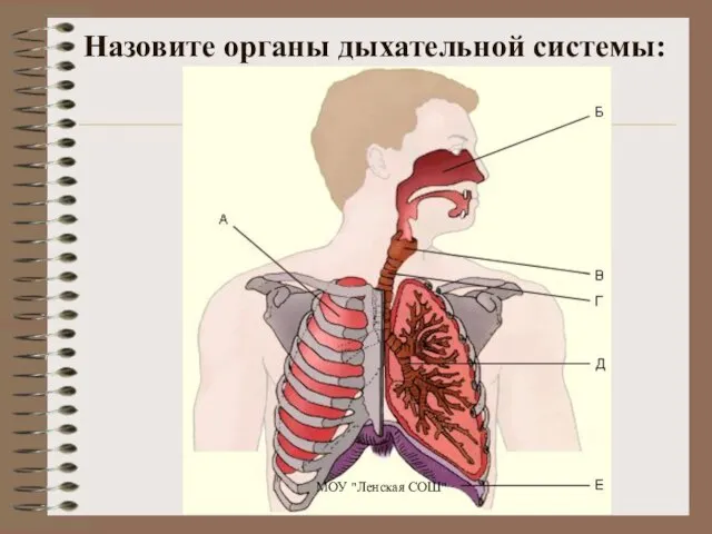 Назовите органы дыхательной системы: МОУ "Ленская СОШ"