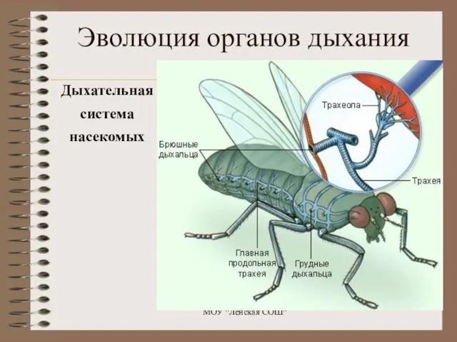 Эволюция органов дыхания Дыхательная система насекомых МОУ "Ленская СОШ"