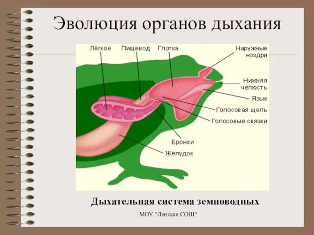 Дыхательная система земноводных МОУ "Ленская СОШ" Эволюция органов дыхания