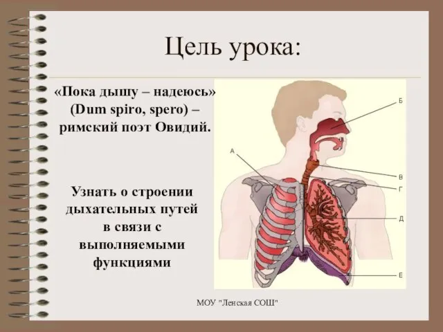 Цель урока: Узнать о строении дыхательных путей в связи с выполняемыми функциями