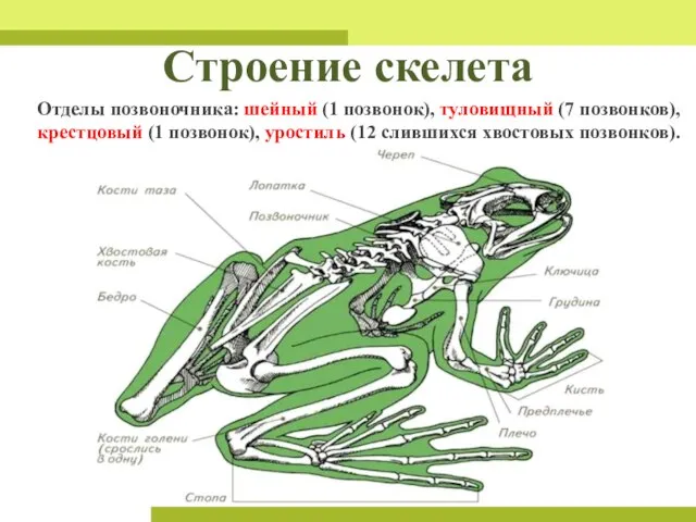 Строение скелета Отделы позвоночника: шейный (1 позвонок), туловищный (7 позвонков), крестцовый (1