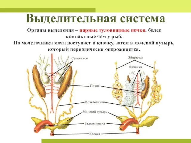 Выделительная система Органы выделения – парные туловищные почки, более компактные чем у