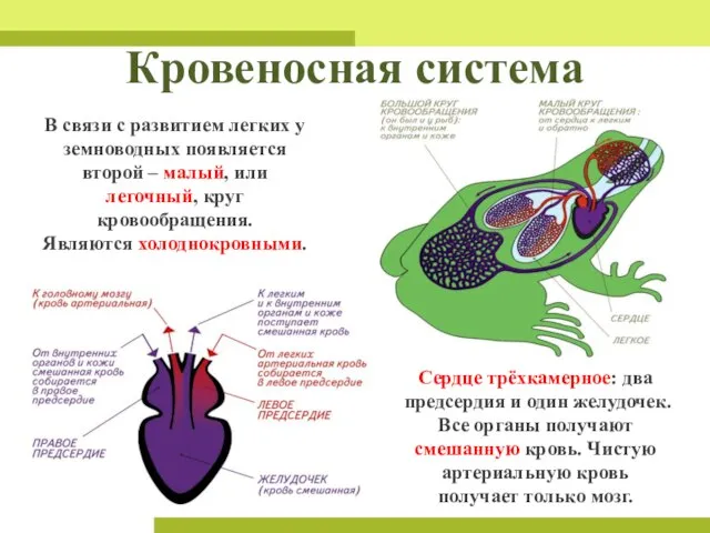 Кровеносная система В связи с развитием легких у земноводных появляется второй –