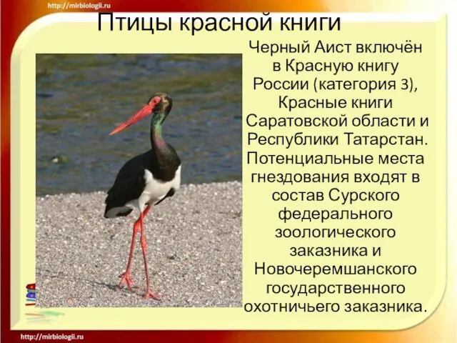 Птицы красной книги Черный Аист включён в Красную книгу России (категория 3),