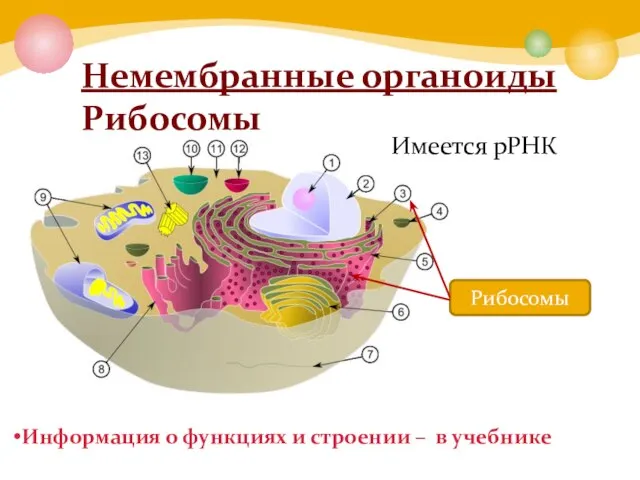 Немембранные органоиды Рибосомы Рибосомы Имеется рРНК Информация о функциях и строении – в учебнике