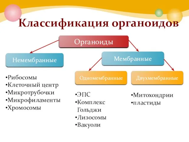 Классификация органоидов Органоиды Немембранные Мембранные Одномембранные Двухмембранные Рибосомы Клеточный центр Микротрубочки Микрофиламенты