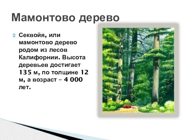 Секвойя, или мамонтово дерево родом из лесов Калифорнии. Высота деревьев достигает 135