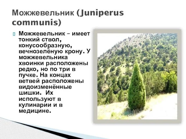 Можжевельник – имеет тонкий ствол, конусообразную, вечнозелёную крону. У можжевельника хвоинки расположены