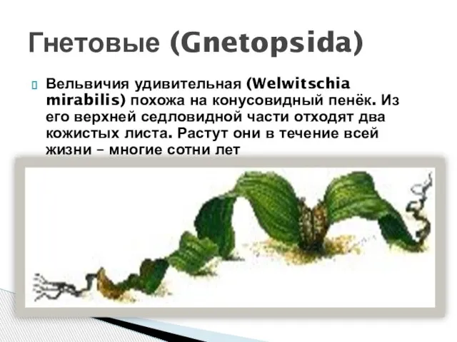 Вельвичия удивительная (Welwitschia mirabilis) похожа на конусовидный пенёк. Из его верхней седловидной