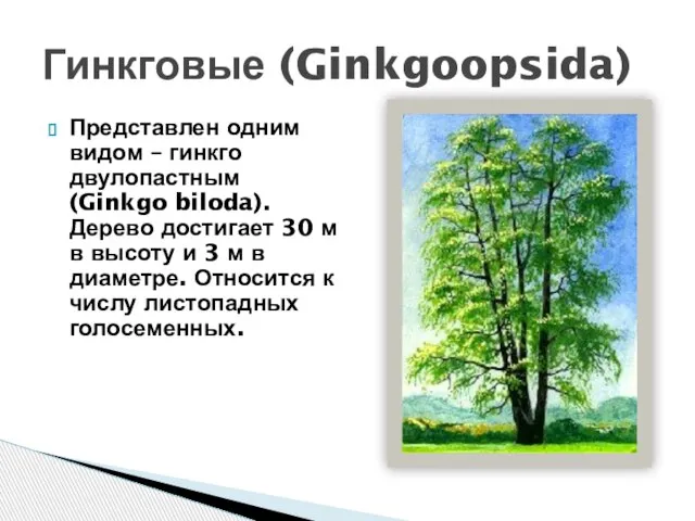 Представлен одним видом – гинкго двулопастным (Ginkgo biloda). Дерево достигает 30 м