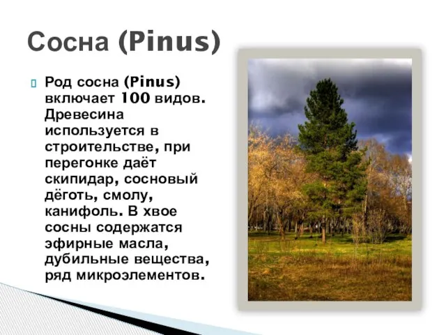 Род сосна (Pinus) включает 100 видов. Древесина используется в строительстве, при перегонке