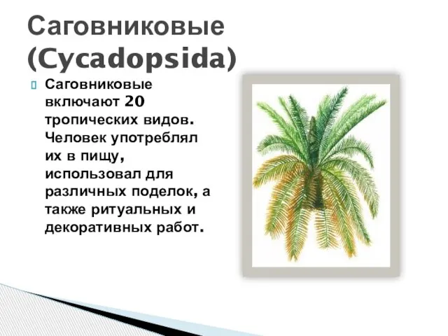 Саговниковые включают 20 тропических видов. Человек употреблял их в пищу, использовал для