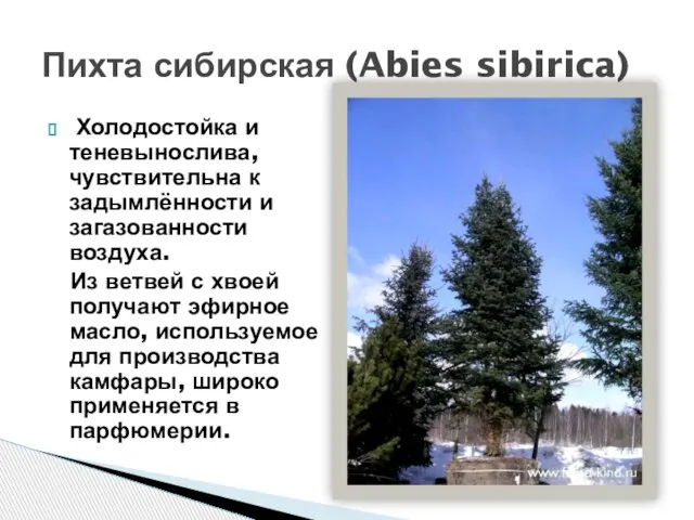 Холодостойка и теневынослива, чувствительна к задымлённости и загазованности воздуха. Из ветвей с