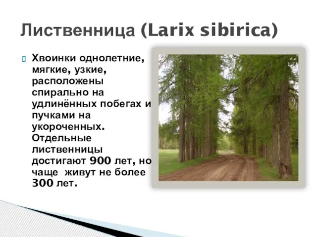 Хвоинки однолетние, мягкие, узкие, расположены спирально на удлинённых побегах и пучками на