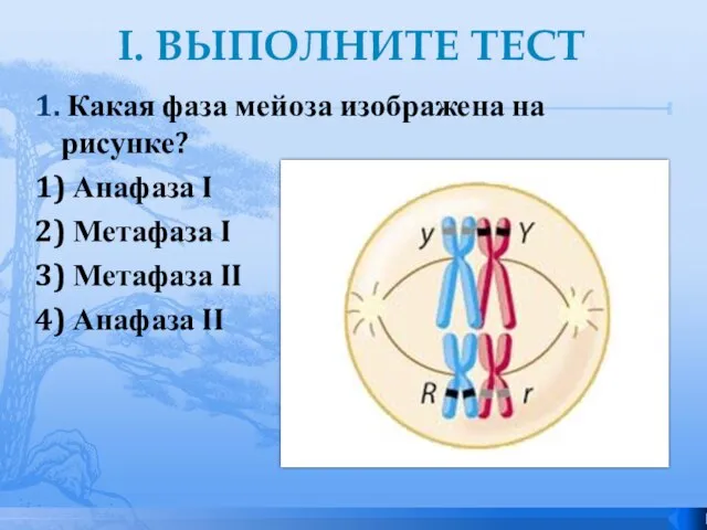 I. ВЫПОЛНИТЕ ТЕСТ 1. Какая фаза мейоза изображена на рисунке? 1) Анафаза