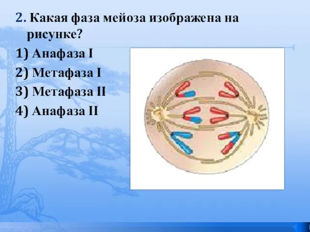 2. Какая фаза мейоза изображена на рисунке? 1) Анафаза I 2) Метафаза