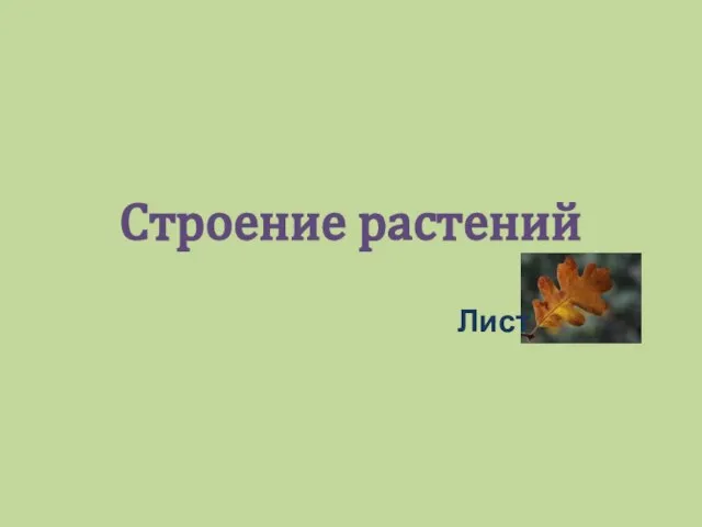 Строение растений Лист