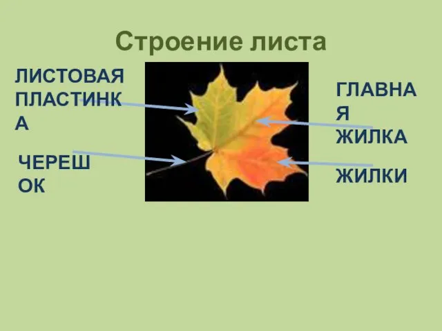 Строение листа ЧЕРЕШОК ЛИСТОВАЯ ПЛАСТИНКА ГЛАВНАЯ ЖИЛКА ЖИЛКИ