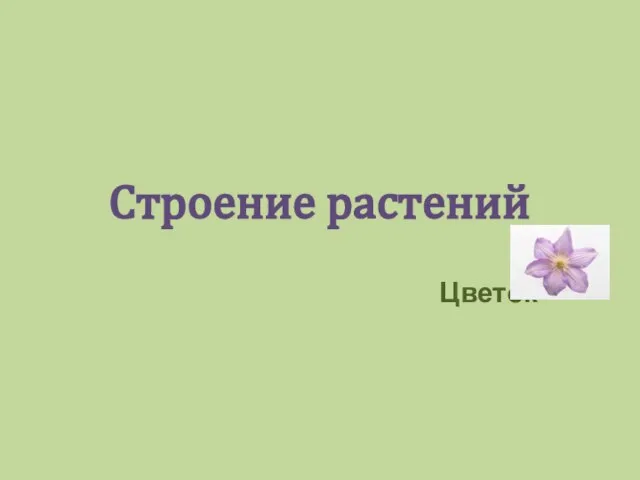 Строение растений Цветок