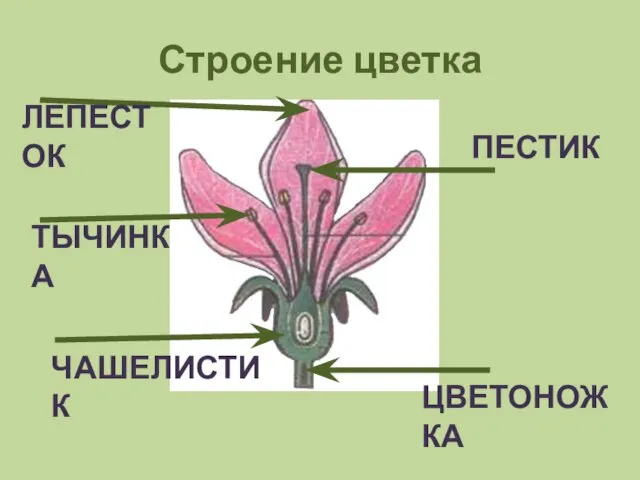 Строение цветка ЛЕПЕСТОК ТЫЧИНКА ПЕСТИК ЦВЕТОНОЖКА ЧАШЕЛИСТИК