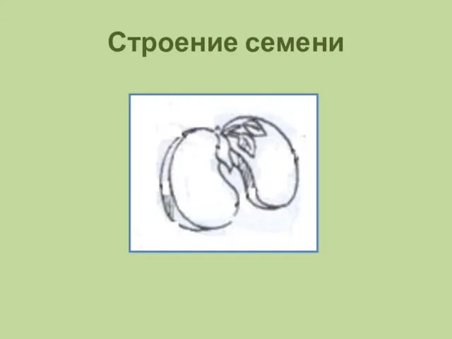 Строение семени