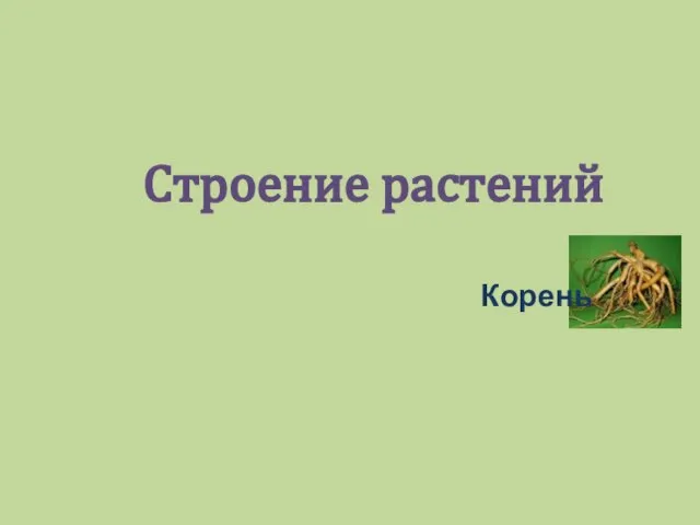 Строение растений Корень