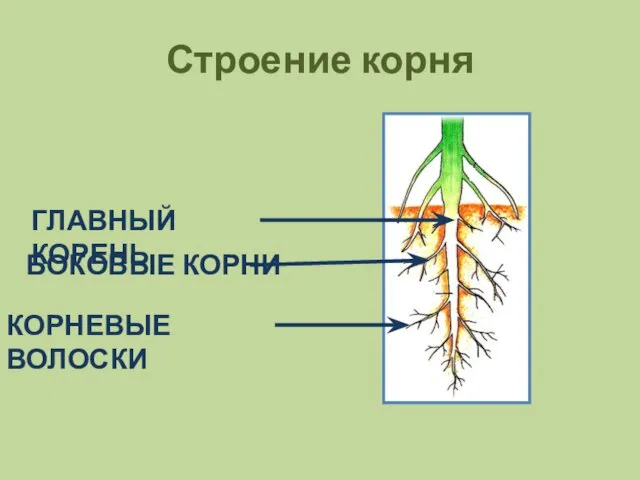 Строение корня ГЛАВНЫЙ КОРЕНЬ БОКОВЫЕ КОРНИ КОРНЕВЫЕ ВОЛОСКИ