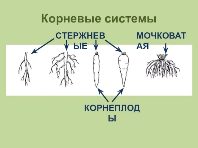 Корневые системы КОРНЕПЛОДЫ МОЧКОВАТАЯ СТЕРЖНЕВЫЕ