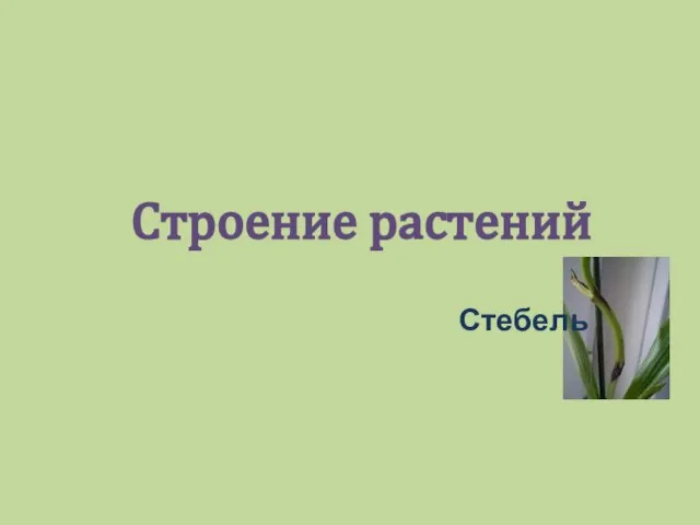 Строение растений Стебель