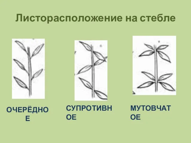 Листорасположение на стебле ОЧЕРЁДНОЕ СУПРОТИВНОЕ МУТОВЧАТОЕ