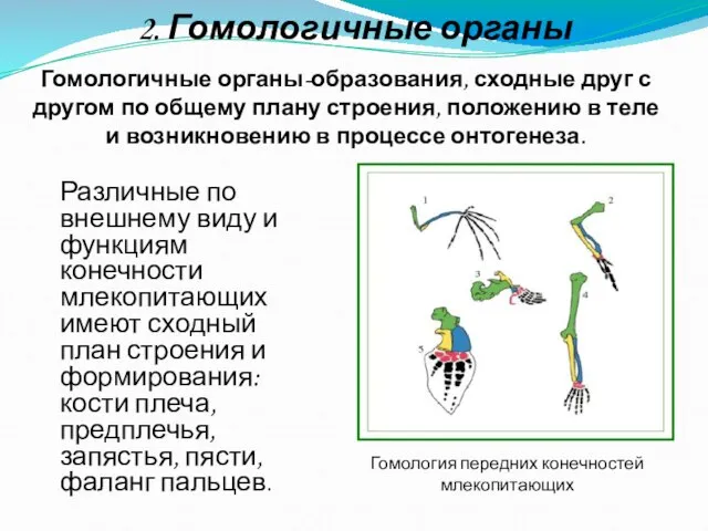 2. Гомологичные органы Гомологичные органы-образования, сходные друг с другом по общему плану