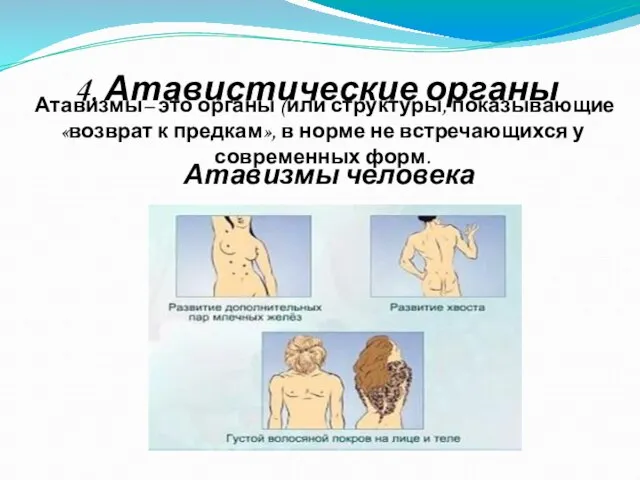 4. Атавистические органы Атавизмы– это органы (или структуры, показывающие «возврат к предкам»,