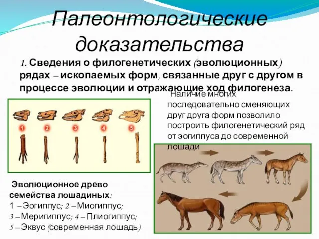 Палеонтологические доказательства 1. Сведения о филогенетических (эволюционных) рядах – ископаемых форм, связанные