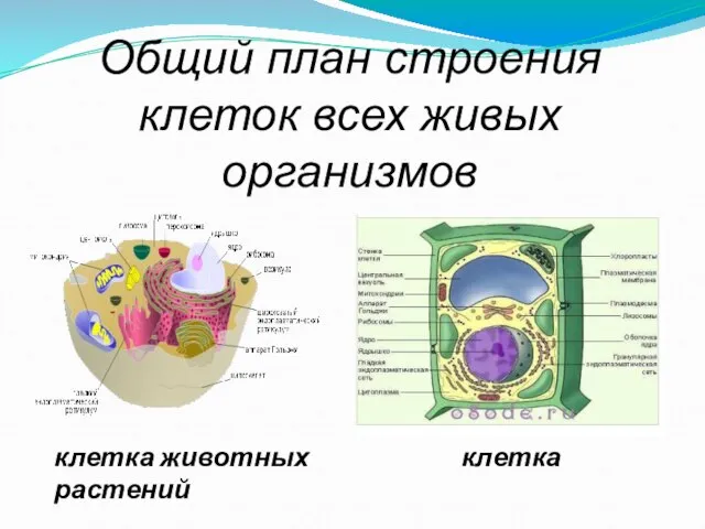 Общий план строения клеток всех живых организмов клетка животных клетка растений