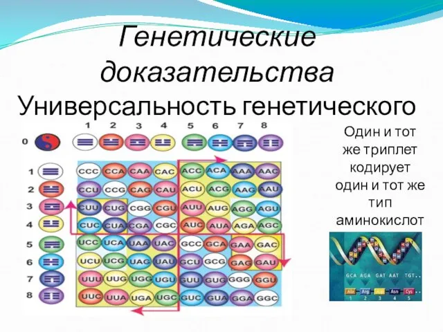 Генетические доказательства Универсальность генетического кода Один и тот же триплет кодирует один