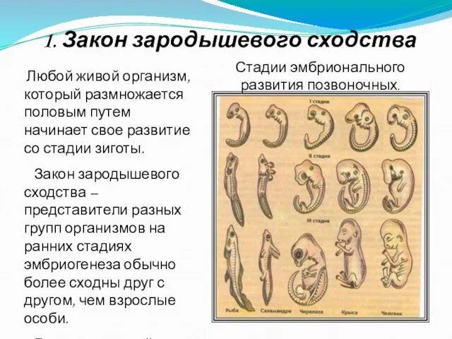 Любой живой организм, который размножается половым путем начинает свое развитие со стадии