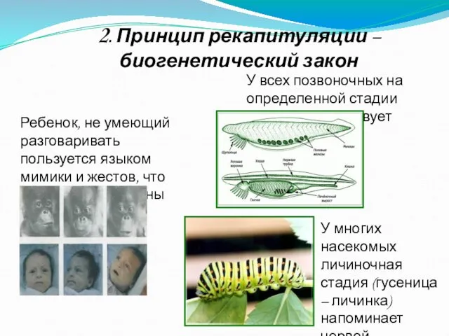 2. Принцип рекапитуляции – биогенетический закон Ребенок, не умеющий разговаривать пользуется языком