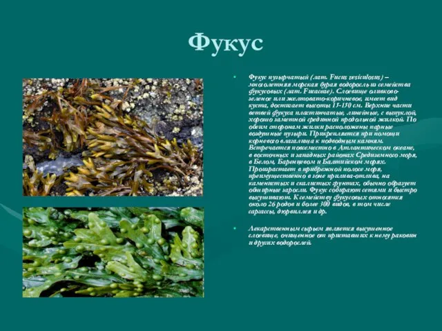 Фукус Фукус пузырчатый (лат. Fucus vesiculosus) – многолетняя морская бурая водоросль из