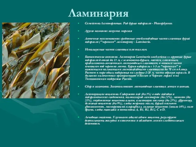 Ламинария Семейство Ламинариевые. Род бурые водоросли - Phaeophyceae. Другое название: капуста морская