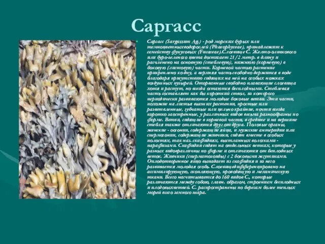 Саргасс Саргасс (Sargassum Ag.) - род морских бурых или темноцветныхводорослей (Phaeophyceae), принадлежит