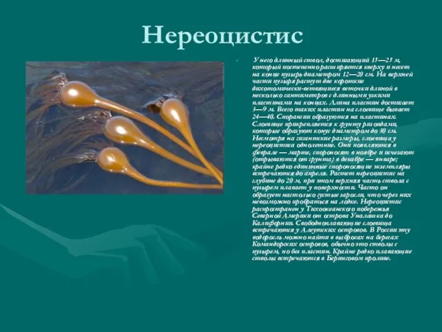 Нереоцистис У него длинный ствол, достигающий 15—25 м, который постепенно расширяется кверху