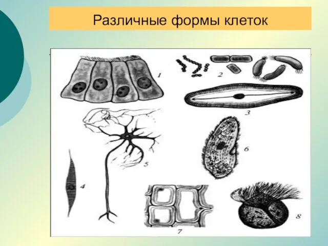 Различные формы клеток