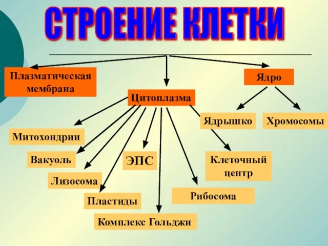 СТРОЕНИЕ КЛЕТКИ Ядро Цитоплазма Митохондрии Плазматическая мембрана Комплекс Гольджи Рибосома ЭПС Клеточный