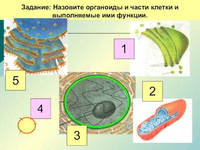 Задание: Назовите органоиды и части клетки и выполняемые ими функции. 5 4 3 2 1