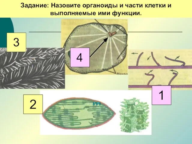 Задание: Назовите органоиды и части клетки и выполняемые ими функции. 3 4 2 1